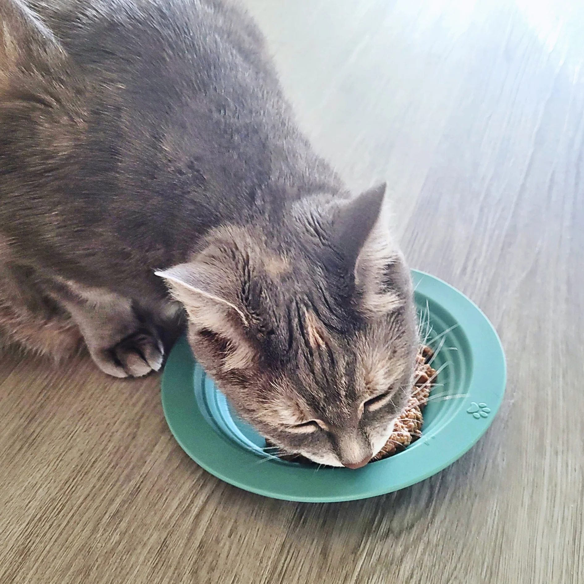Whisker Friendly Cat Food Dish, Silicone, Shallow, Non Slip, Cat Dog Kitten Feeding Dish - Image 7