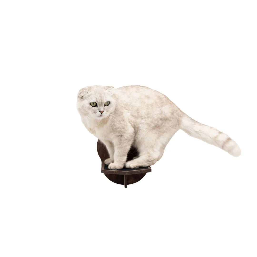 Wooden Cat Step – Dark Walnut - Image 3
