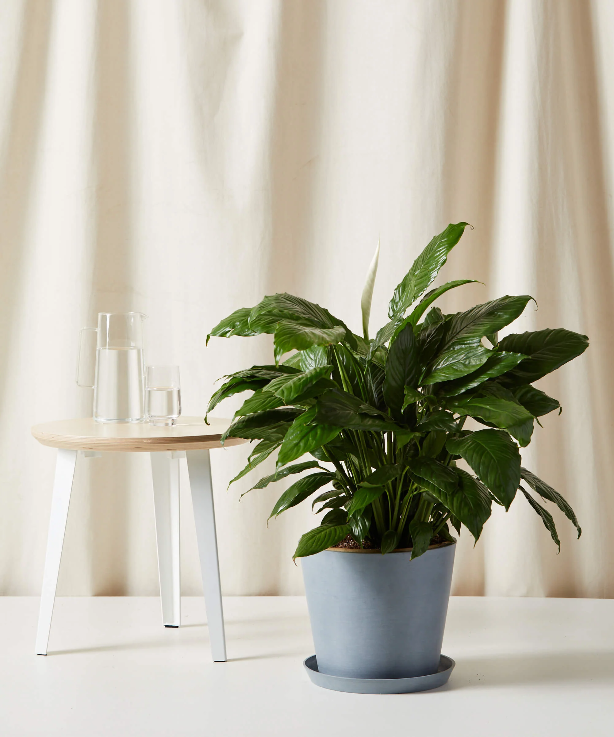 XL Peace Lily - Image 3
