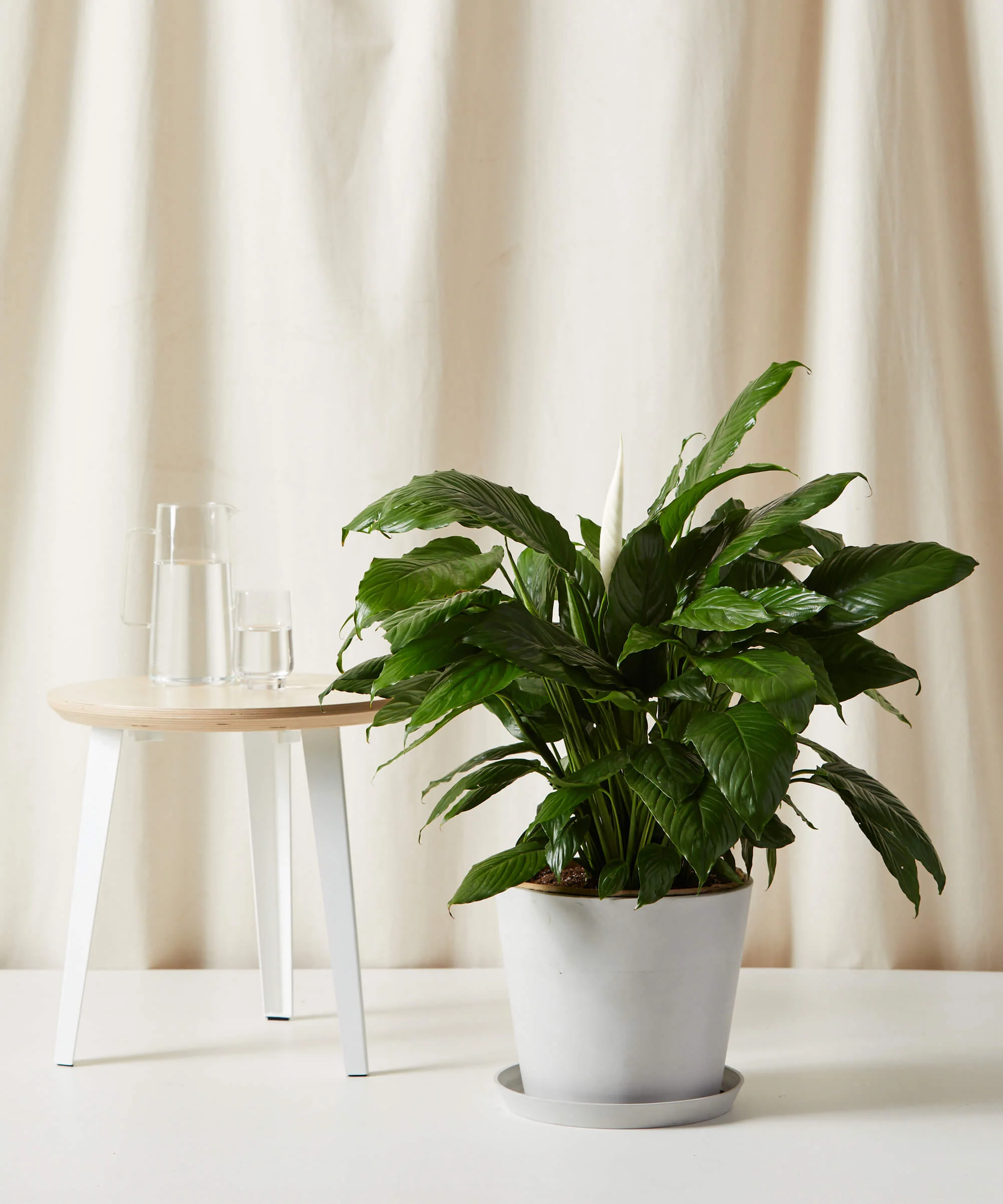 XL Peace Lily - Image 4