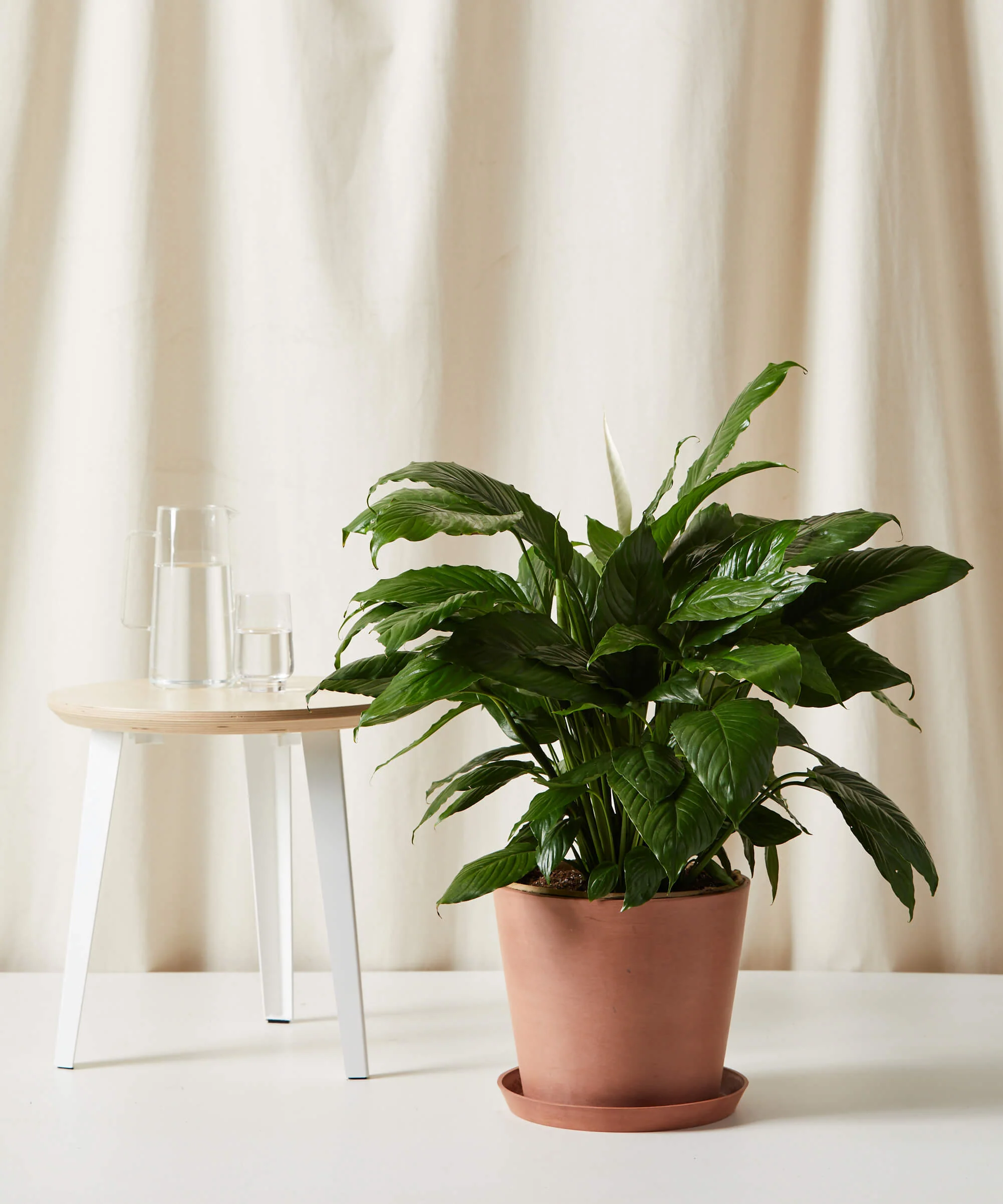 XL Peace Lily - Image 5