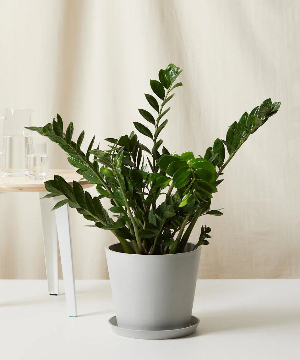 ZZ Plant - Image 10