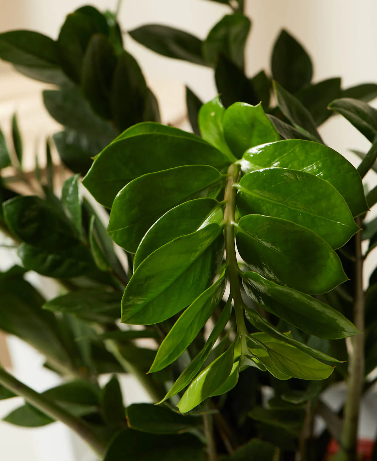 ZZ Plant - Image 3