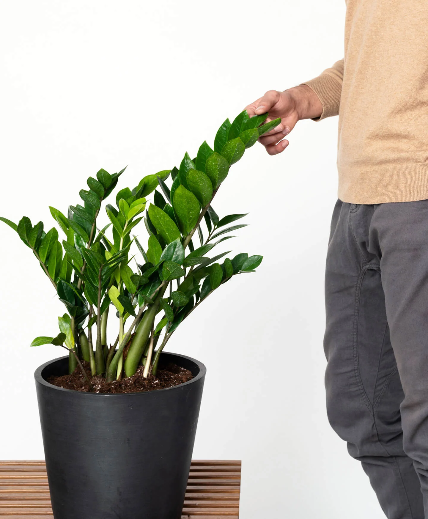 ZZ Plant - Image 4