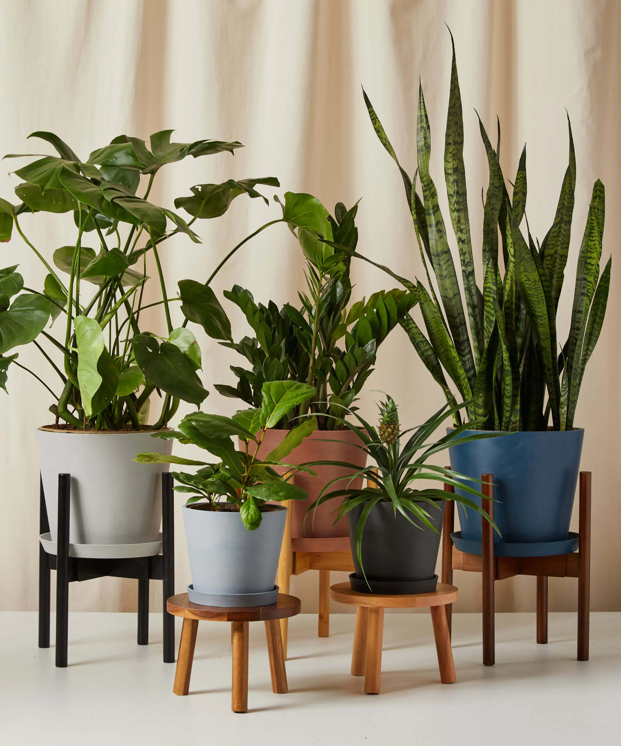 ZZ Plant - Image 5