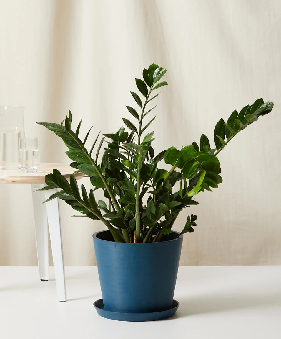 ZZ Plant - Image 6