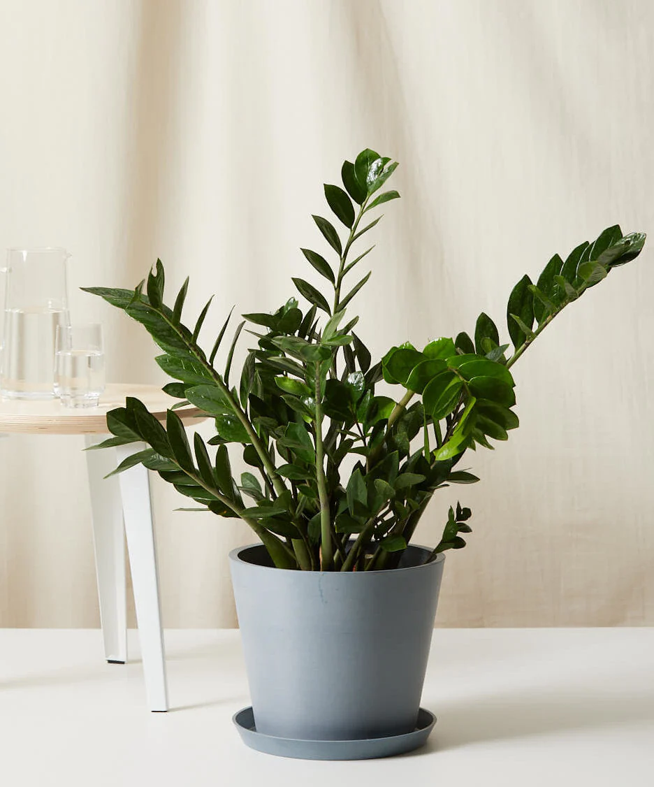 ZZ Plant - Image 7