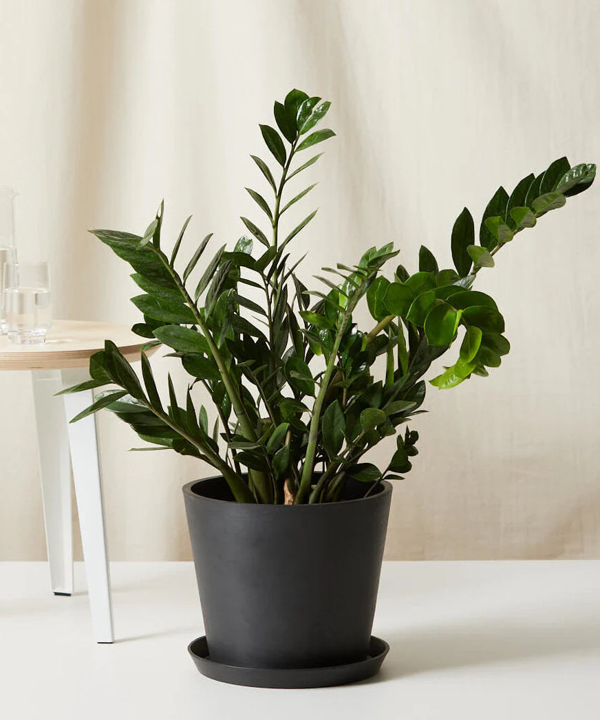 ZZ Plant - Image 8