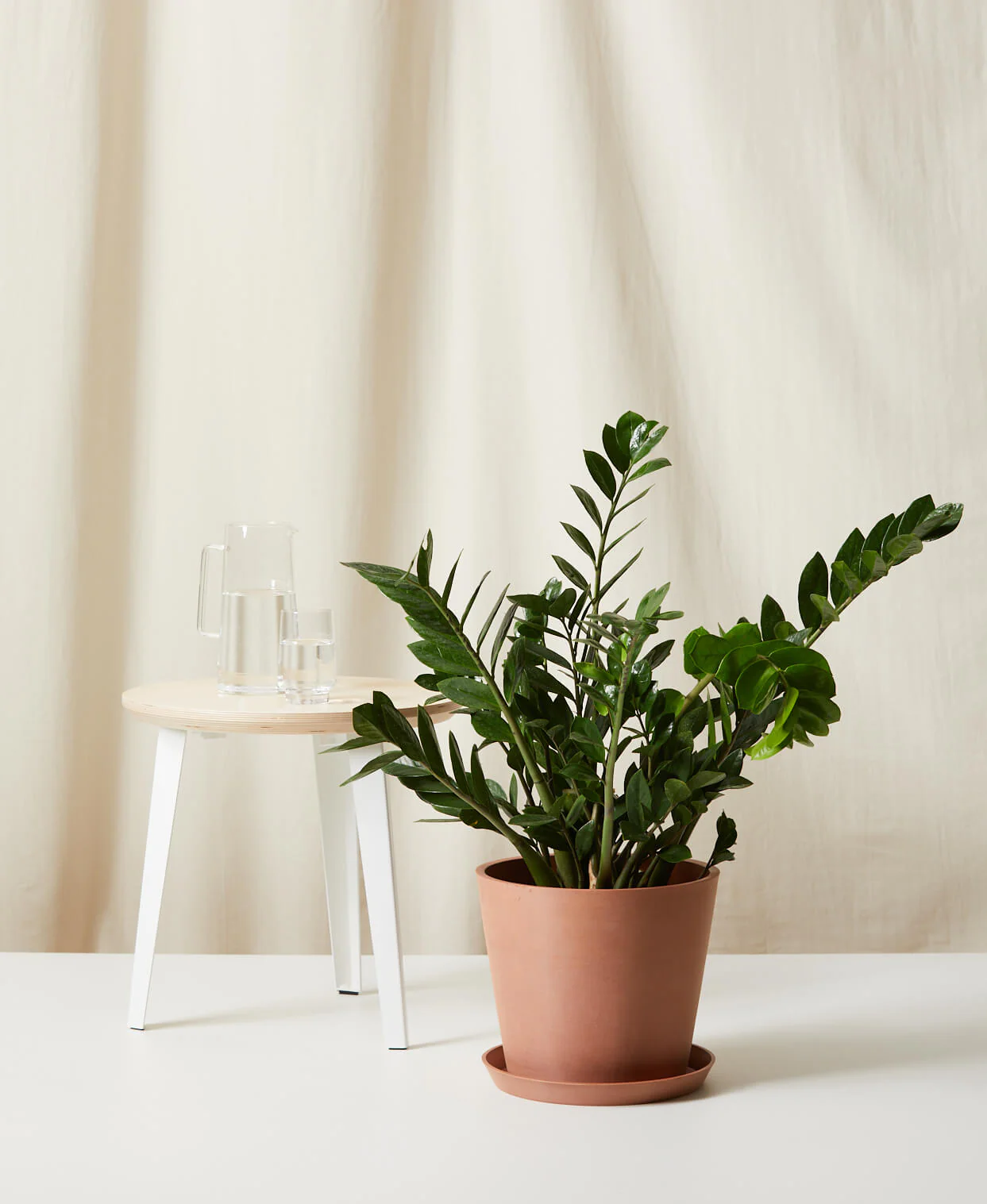 ZZ Plant - Image 9